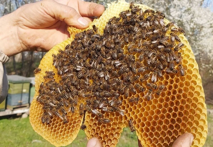 Saće