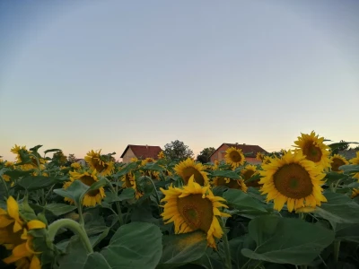 Pčelinjak i suncokreti