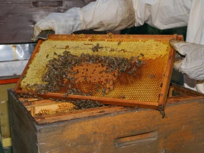 Pčelinjak porodice Durgala iz Padine