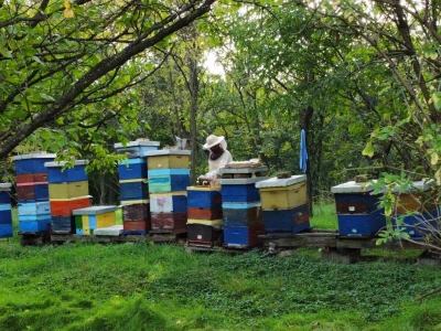 Pčelinjak porodice Durgala iz Padine