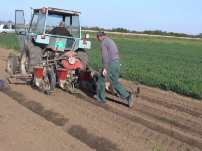 Pioneer hibridi kukuruza najzastupljeniji u Sremu