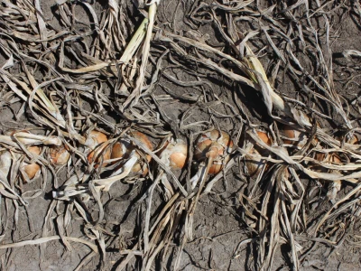 Pipelife