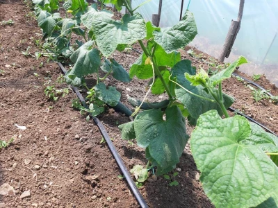 Plastenici