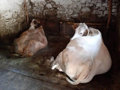 Plastenici