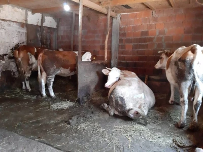 Plastenici