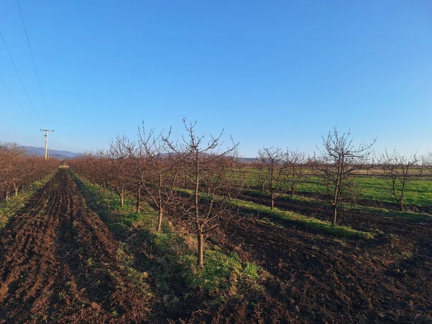 Voćnjak
