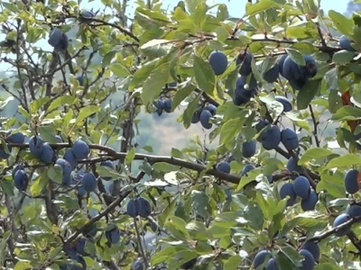 Podgorina poznata po šljivama