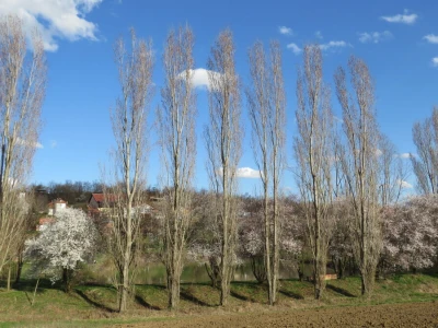 Pohod na sremuš
