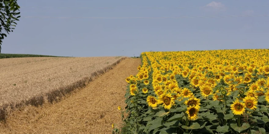Polje suncokreta