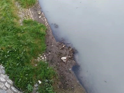 Pomor ribe u Đetinji