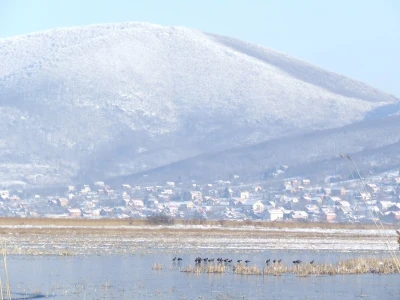 Ponjavica i Mali vršački rit
