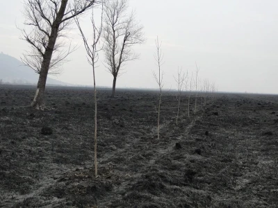 Ponjavica i Mali vršački rit