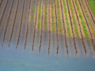 Poplavljeni vinogradi i voćnjaci u vrgoračkom polju.
