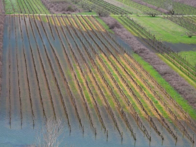 Poplavljeni vinogradi i voćnjaci u vrgoračkom polju.