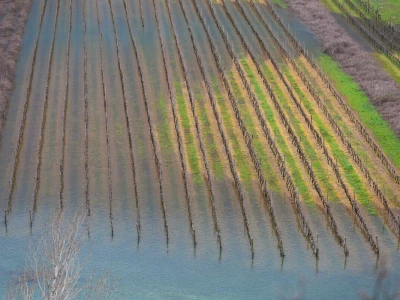 Poplavljeni vinogradi i voćnjaci u vrgoračkom polju.