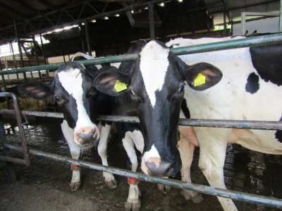Porodična farma muznih krava Mužlai
