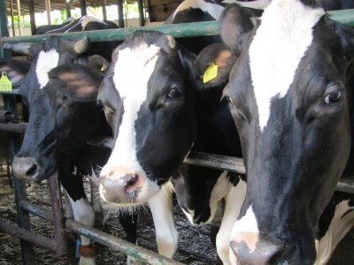 Porodična farma muznih krava Mužlai
