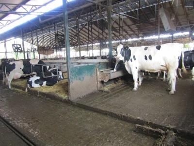 Porodična farma muznih krava Mužlai