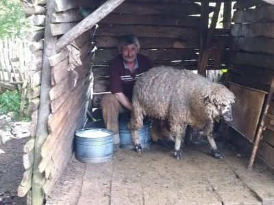 Poslednji suvoplaninski ovčar na planini je već pola veka