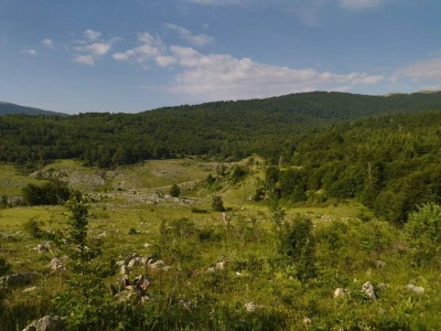 Poslednji suvoplaninski ovčar na planini je već pola veka