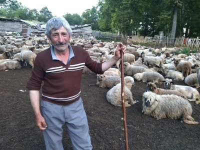Poslednji suvoplaninski ovčar na planini je već pola veka