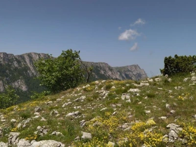 Poslednji suvoplaninski ovčar na planini je već pola veka
