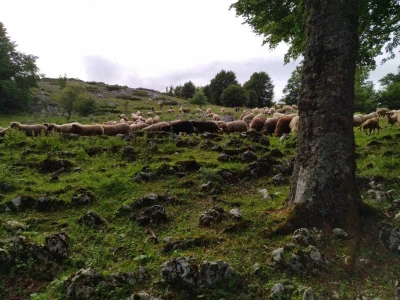Poslednji suvoplaninski ovčar na planini je već pola veka
