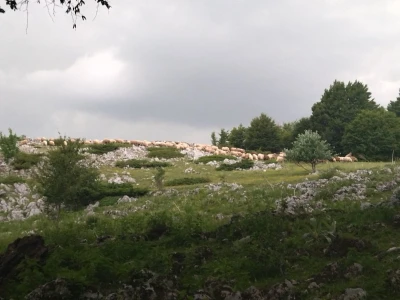 Poslednji suvoplaninski ovčar na planini je već pola veka