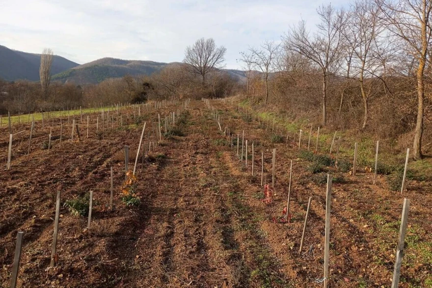 Drveni stubovi u vinogradu