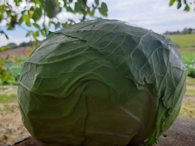 Potomak dostojan naslednik srpskog meleza, foto: M. Lazarević