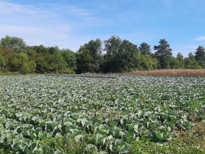 Potomak dostojan naslednik srpskog meleza, foto: M. Lazarević