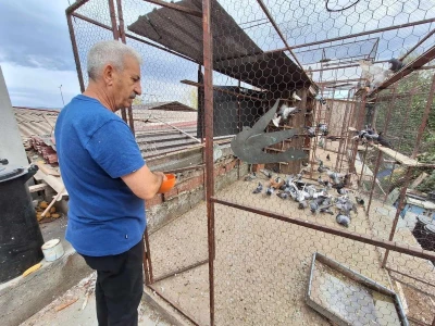 Poznati niški privrednik ima 600 golubova i sve ih prepoznaje