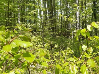 Prašuma u Srbiji - "Danilova kosa"