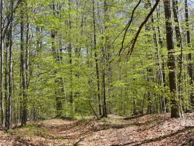 Prašuma u Srbiji - "Danilova kosa"