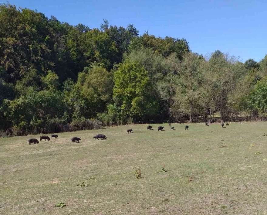 svinje na ispa&scaron;i