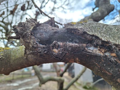 Prezimljavajuće forme štetnih insekata u voćnim zasadima