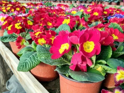 Primula