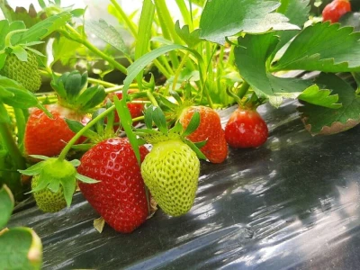 Priprema likera od jagode, foto: M. Lazarević