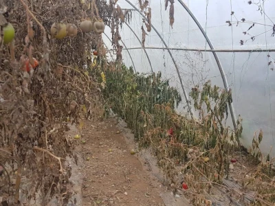 PRIPREMA PLASTENIKA ZA ZIMU I PROLEĆNU SADNJU
