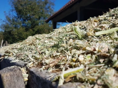 PRIPREME ZA SILAŽU KUKURUZA U TOKU
