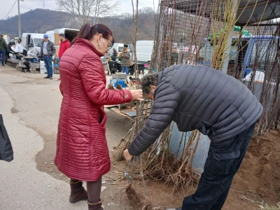 Prodaja sadnica