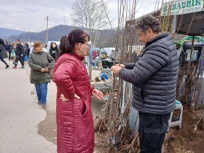 Prodaja sadnica