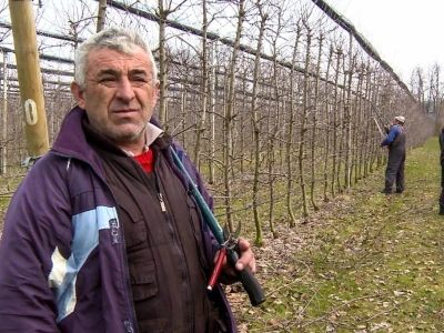 Profesionalnih rezača voća, sve je manje
