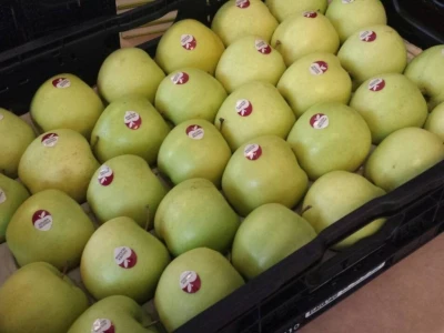 Prognosfruit