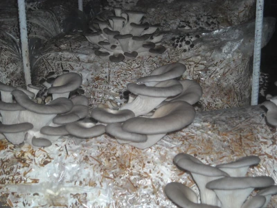 Proizvodnja bukovače