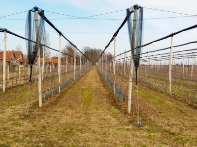 PROIZVODNjA JABUKA, UNOSAN POSAO
