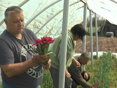 Proizvodnja lala može biti veoma unosna, foto: M. Lazarević