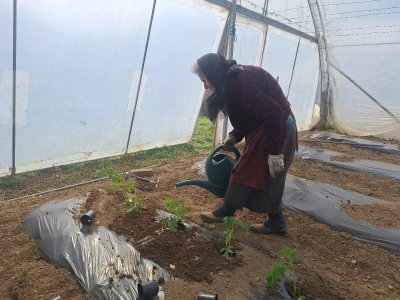Proizvodnja povrća na gazdinstvu Senka Dinića