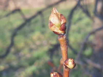 Prolećno bubrenje pupoljaka