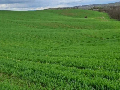 Proljetni tretman strnih žita